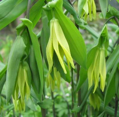 Uvularia perfoliata 